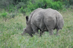 lake Nakuru rhinoes