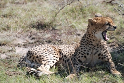 sarova mara camp