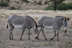 samburu lodge at samburu reserve